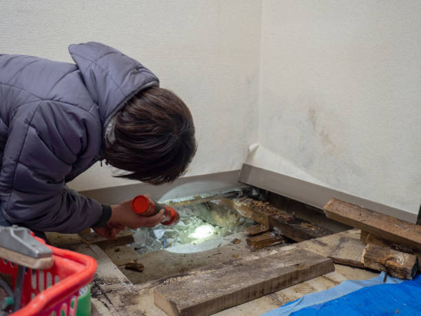 Best Water Damage & Mold Remediation  in White Hall, AR